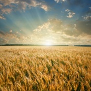 Самарские аграрии собрали первые полмиллиона тонн зерна